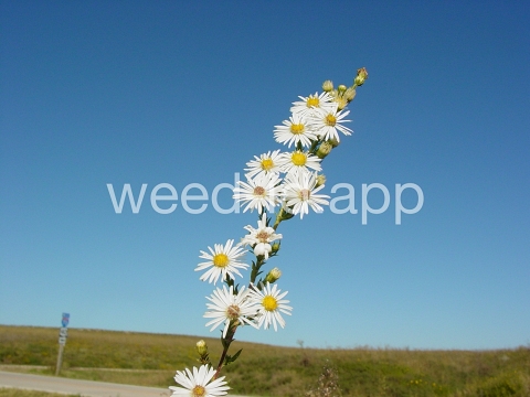 aster, white prairie